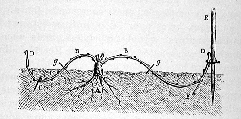 Historical engraving showing layering propagation technique.