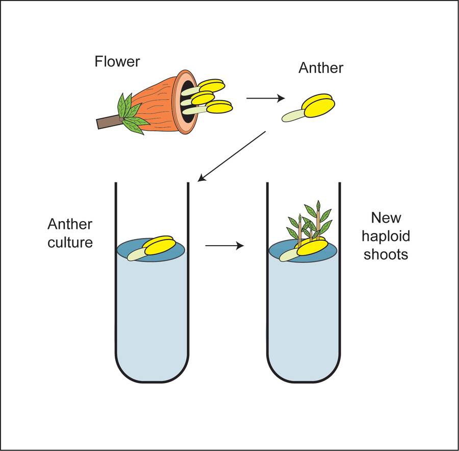 Illustration showing four steps of anther culture, from flower, to anther extraction, to placement in growing medium, to new haploid shoots emerging.
