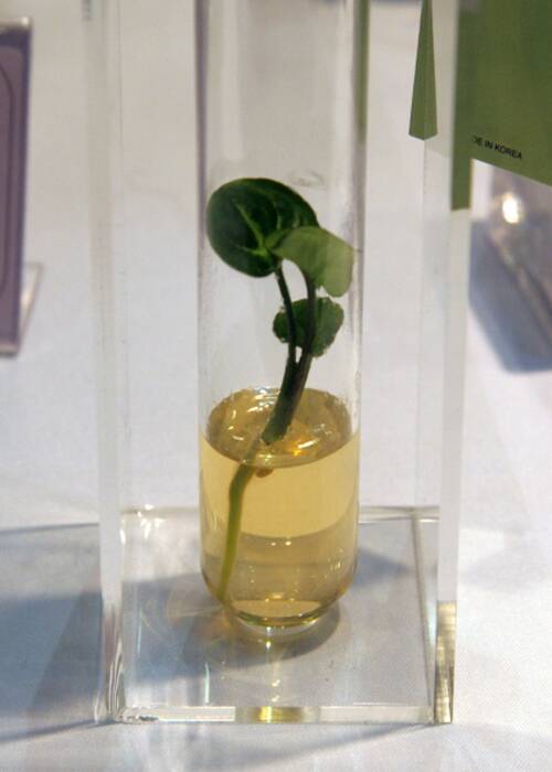 Photo of an embryo culture growing into a seedling in tissue culture medium.