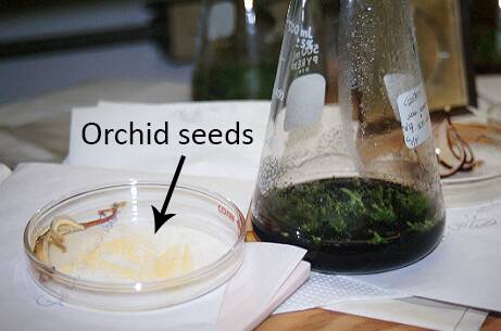 Photo showing orchid seeds in a petri dish, with germinating seedlings in a flask of tissue culture medium.