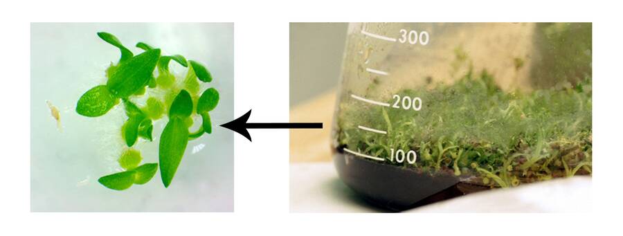 Close up photo showing germinating seedlings in a flask of tissue culture medium, with a second even closer photo showing individual seedlings developing in medium.