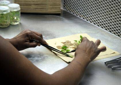 Photo of technician continuing to divide a culture using scalpel and forceps.