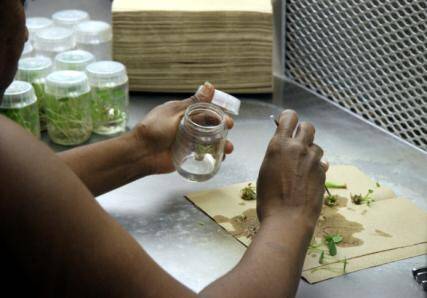 Photo of technician beginning to place divided subcultures into a new jar.