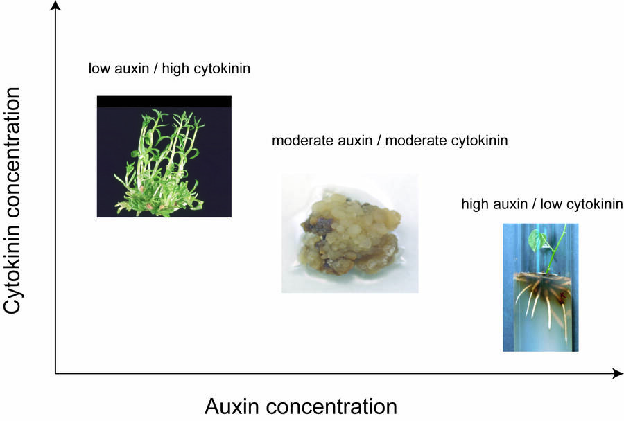 A chart showing the relationship between Cytokinin concentration and Auxin concentration. Three points are shown; a low auxin/high cytokinin combination for adventitious shoot formation, a moderate auxin/moderate cytokinin combination for a callus, and a high auxin/low cytokinin combination for a plantlet showing root formation.