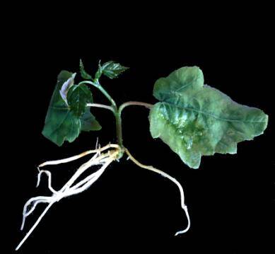 Photo of a plantlet with roots forming.