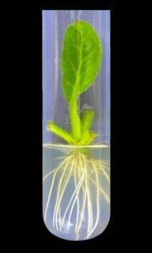 Photo of a plantlet being grown in vitro in gel micropropagation medium.