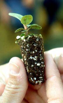 Photo of a plantlet being grown ex vitro in a cell of rooting substrate.