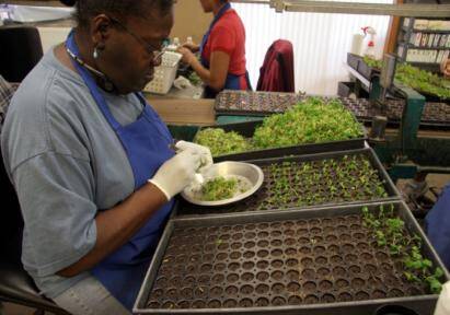 Photo of technician using forceps to insert microcuttings into trays with cells of rooting substrate.