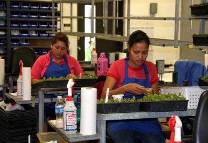 Photo of technicians sticking microcuttings at a workstation.