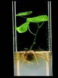 Photo of stage III of micropropagation, rooting. Well developed seedling in micropropagation medium, with roots developed.