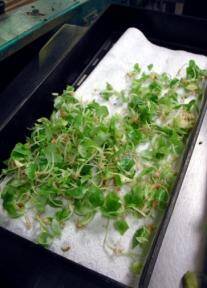 Photo of microcuttings after the agar has been washed off.