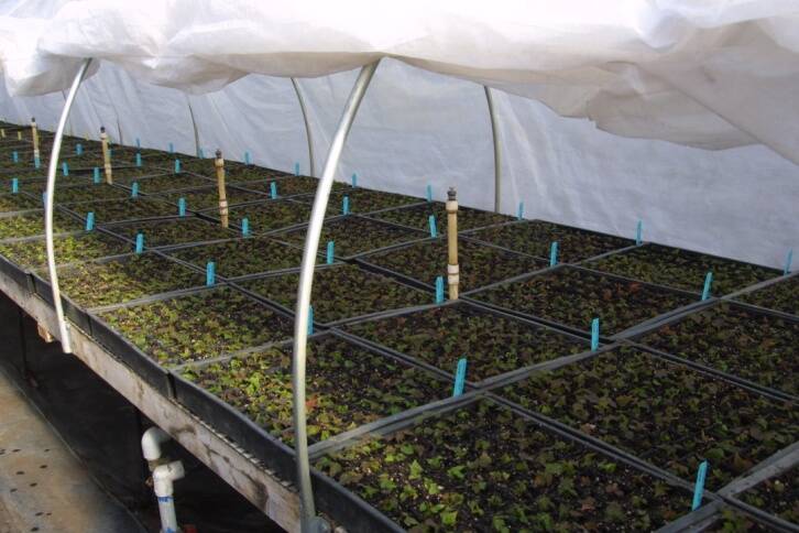 Photo of rooted microcuttings being acclimatized using intermittent mist in a closed polyethylene tent. 