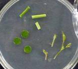 Photo of stage 1 of micropropagation, establishment. Photo is of explant materials being estblished in micropropagation medium.