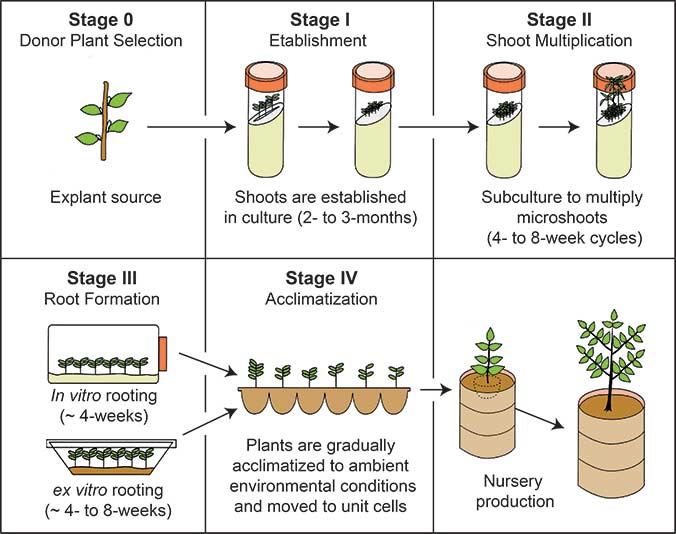 Illustration showing and describing components of all five stages of micropropagation. Stage 0, Donor Plant Selection. Explant Source. Stage I, Establishment. Shoots are established in culture (2- to 3-months). Stage II, Shoot Multiplication. Subculture to muultiply microshoots (4- to 8-week cycles) Stage III, Root Formation. In vitro rooting (~ 4-weeks). Ex vitro rooting (~ 4- to 8-weeks). Stage IV, Acclimatization. Plants are gradually acclimatized to ambient environmental conditions and moved to unit cells. After Stage IV is nursery production.