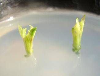 Photo of initial explants growing in micropropagation medium.