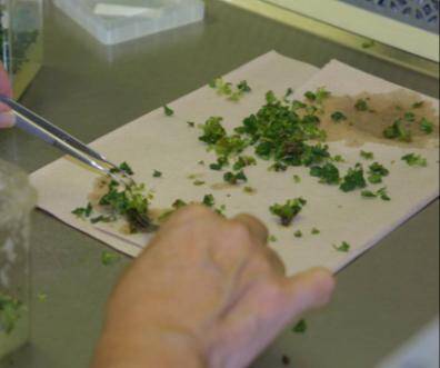 Photo of technician dividing explant shoots into subcultures.