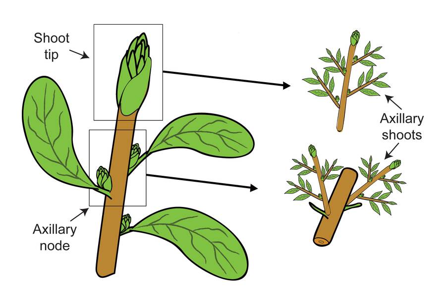 Illustration showing axillary shoots forming from the shoot tip and axillary nodes of a shoot.