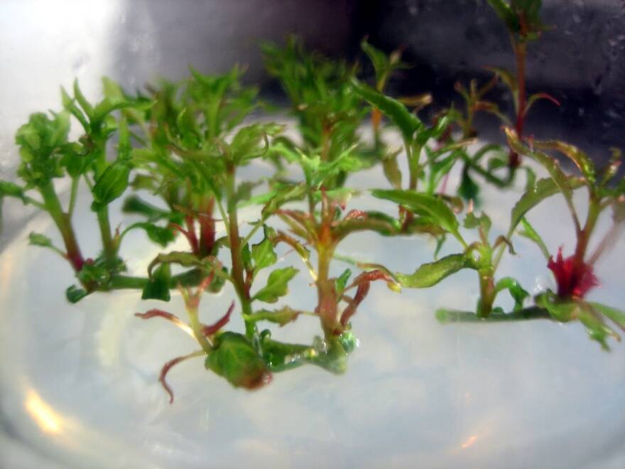 Photo of developing shoot cultures in growing medium.