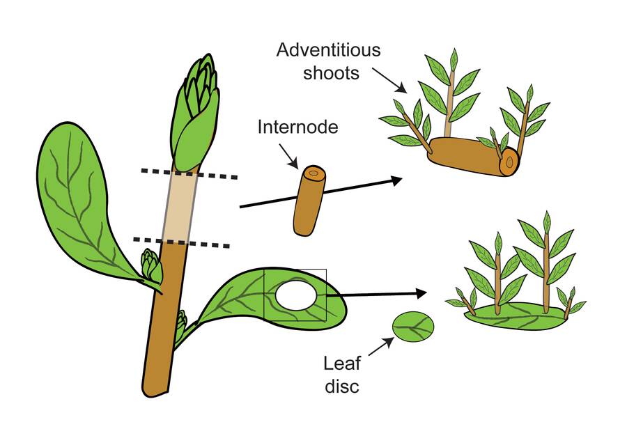 Illustration showing adventiious shoots developing from an internode piece of stem, or from a leaf disk.