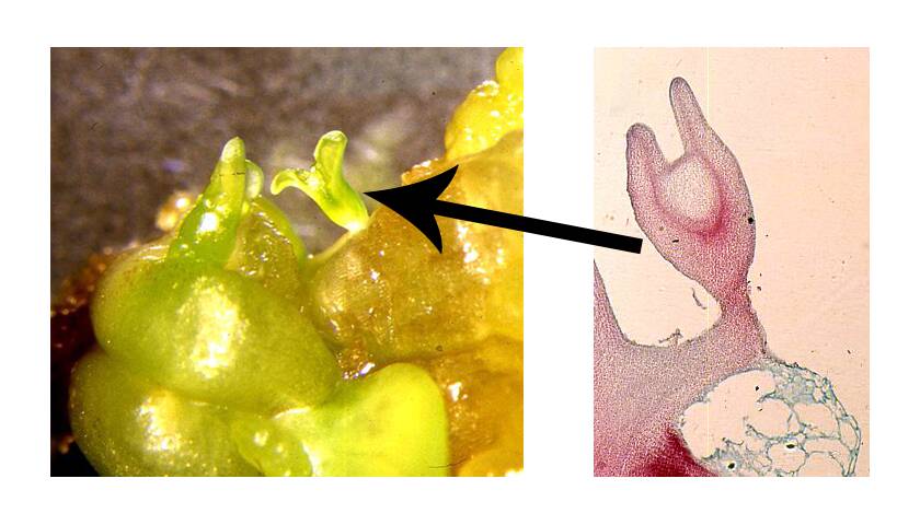 Photo showing a picture of a somatic embryo arising from epidermal cells. An enlarged micrograph view of the somatic embryo is beside it.