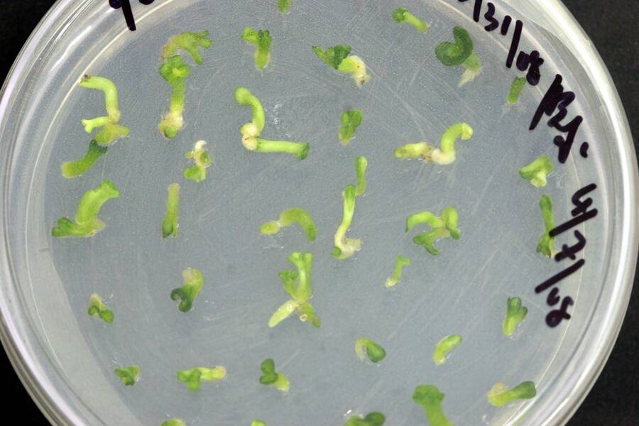 Embryos in a petri dish during the conversion stage.