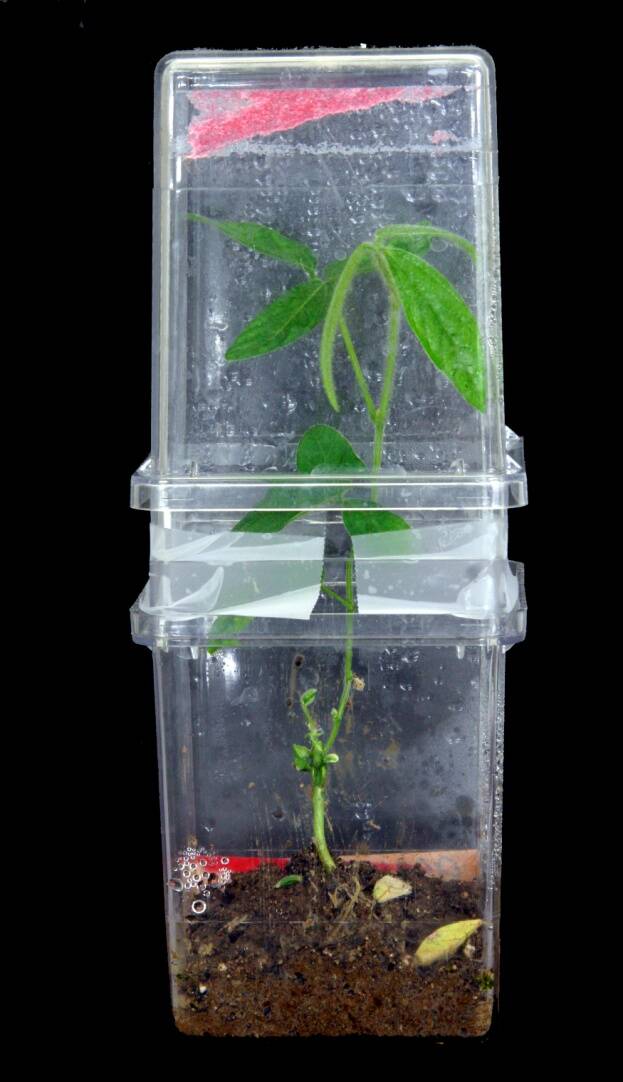 Photo of a seedling germinated from a somatic embryo.