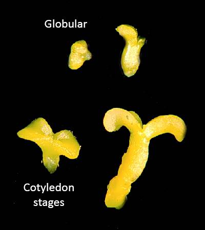 Photo identifying globular and cotyledon stages of development.