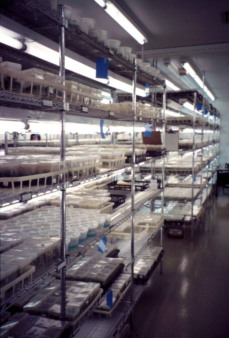 Photo of a culture growth room.