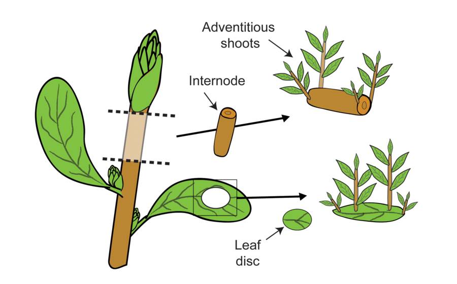 illustration showing portions of portions of plant shoots can arise from