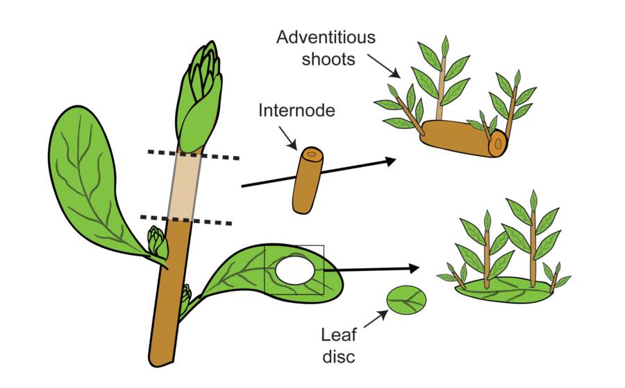 tissue-culture-terminology-adventitious-shoots