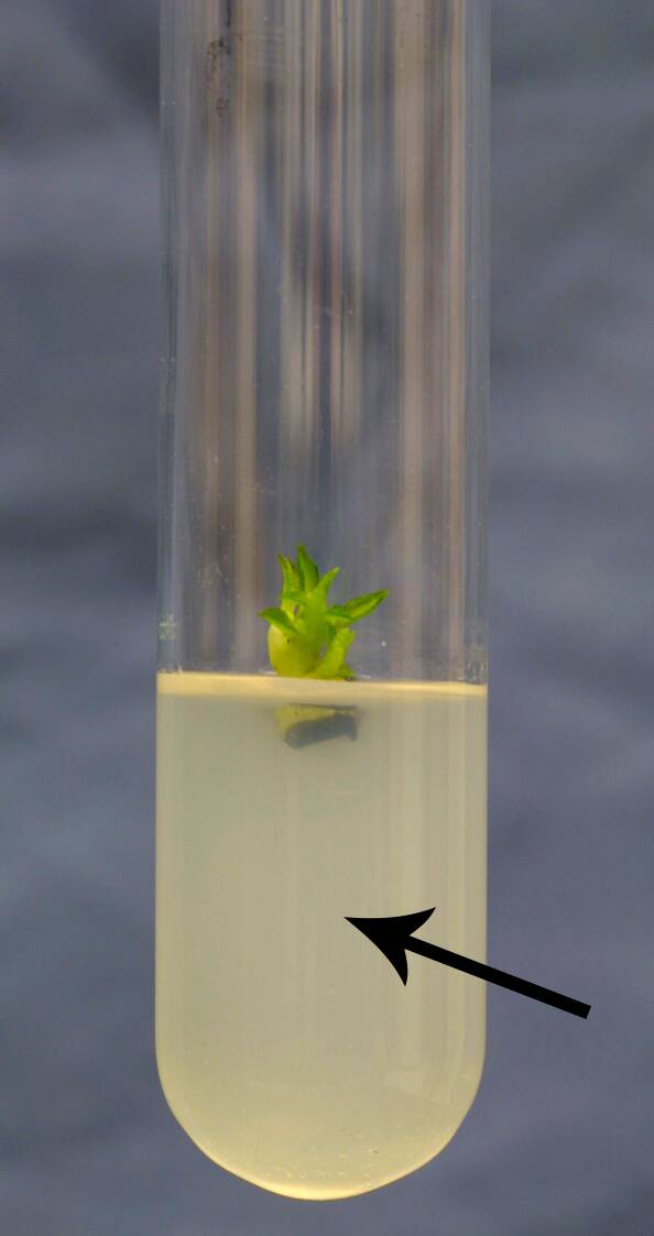 Photo showing agar growing medium in a test tube.