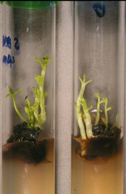 Photo showing exudates forming in mediums.