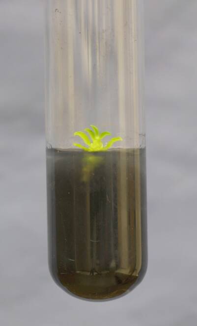 Photo of a micropropagation cutting in dark colored medium.