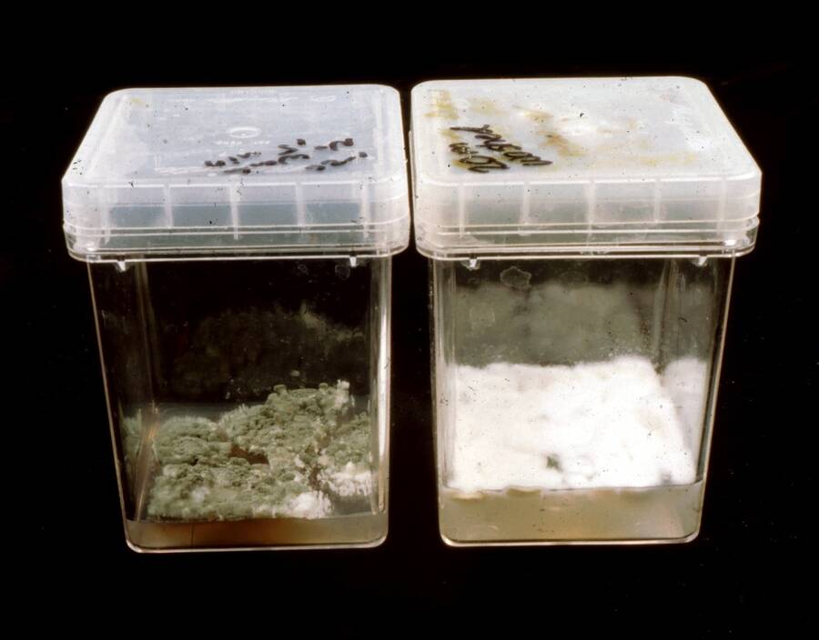 examples of microbial contamination of tissue cultures