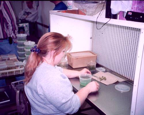 The technician is subculturing shoots using a sterile scalpel and forceps under a laminar flow hood.