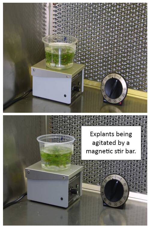 Explants being agitated by a magnetic stir bar.