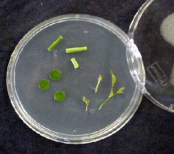 photo of sections of a plant used as explants