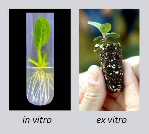 photo showing examples of in vitro and ex vitro micropropagation.