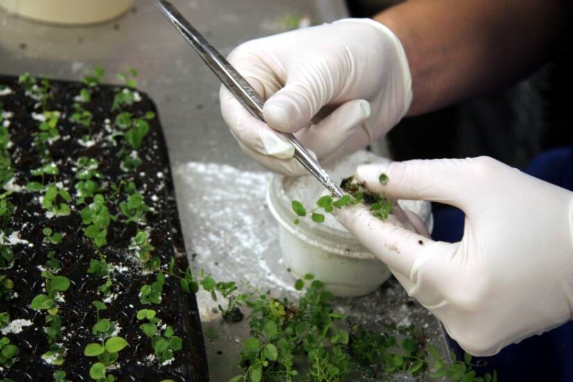 Photo showing first of four steps in applying auxin before sticking.