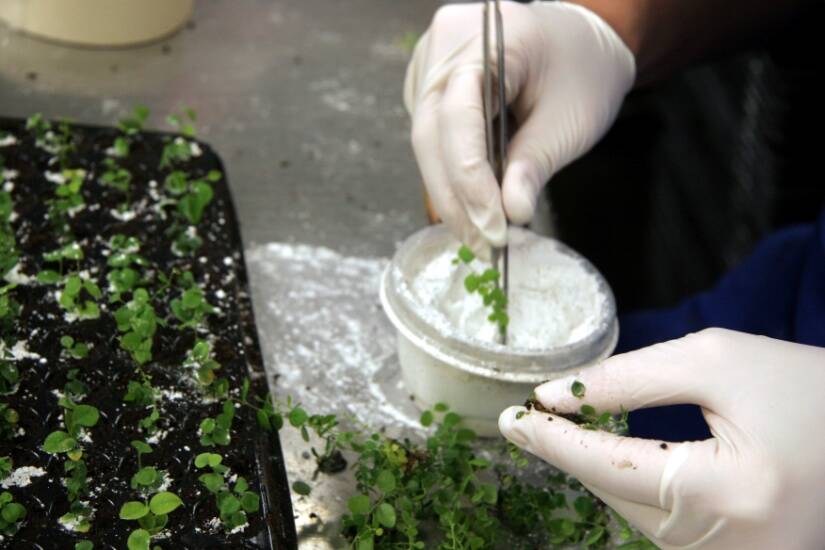 Photo showing second of four steps in applying auxin before sticking.