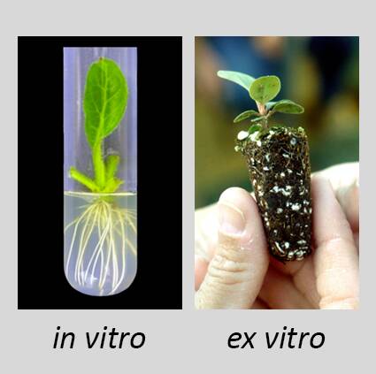 Two photos showing examples of microcuttings rooted in vitro and ex vitro.