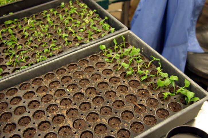 Photo of trays of microcuttings inserted into rooting substrate.