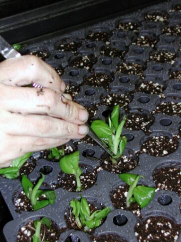 Photo of a worker sticking cuttings into rooting substrate.