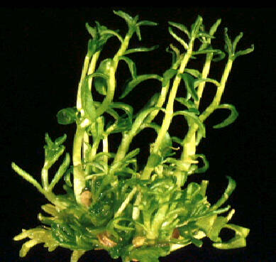 example of microshoots